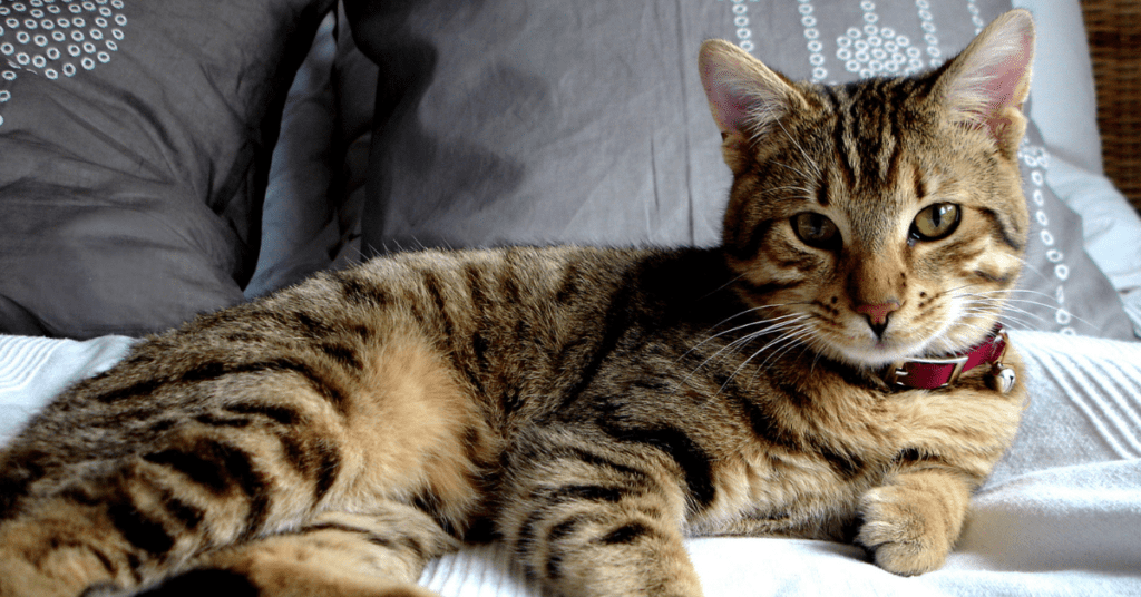 WHY USE A CLUMPING CAT LITTER? BSB Products