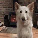 Bear the GSD