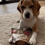 Karl the Beagle