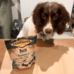 Mia the Springer Spaniel